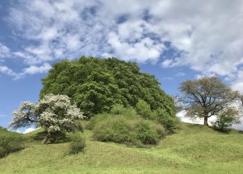 Wertvolle Grünlandfläche am Burgberg, Foto Ansgar Hoppe