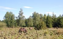 Exmoorponys grasen auf Randmoorflaeche.JPG