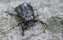 Eremit Käfer im Hutewald Solling, Foto Svenja Schmidt.