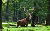 Hirsch im Wildpark Neuhaus.JPG