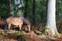 Exmoorpony_im_Hutewald.jpg