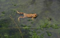 Frosch im Hochmoor Mecklenbruch.