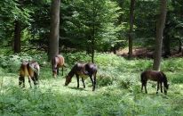 Exmoorponyherde im Hutewald.JPG