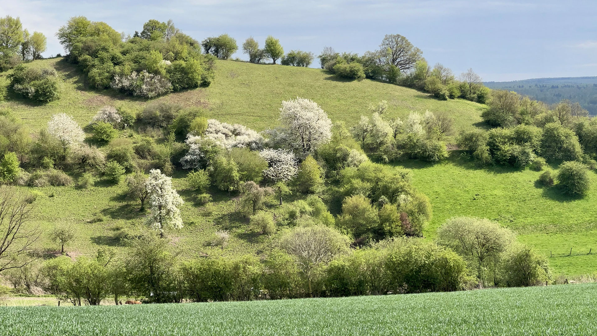 Blick auf den Tempel des südl. Burgbergs, Foto Ansgar Hoppe